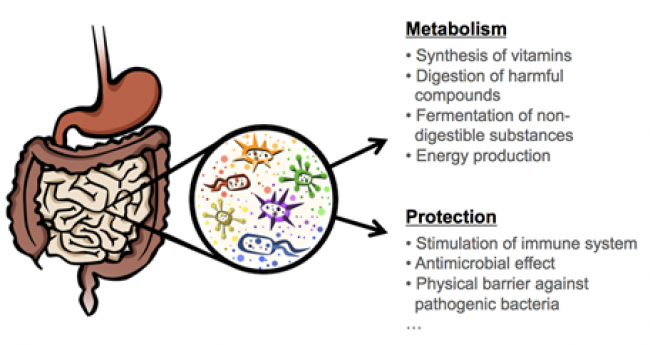 bowel microbiome